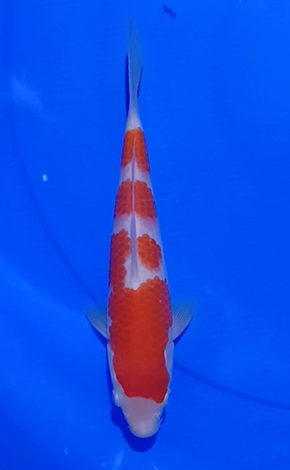 Juara 3