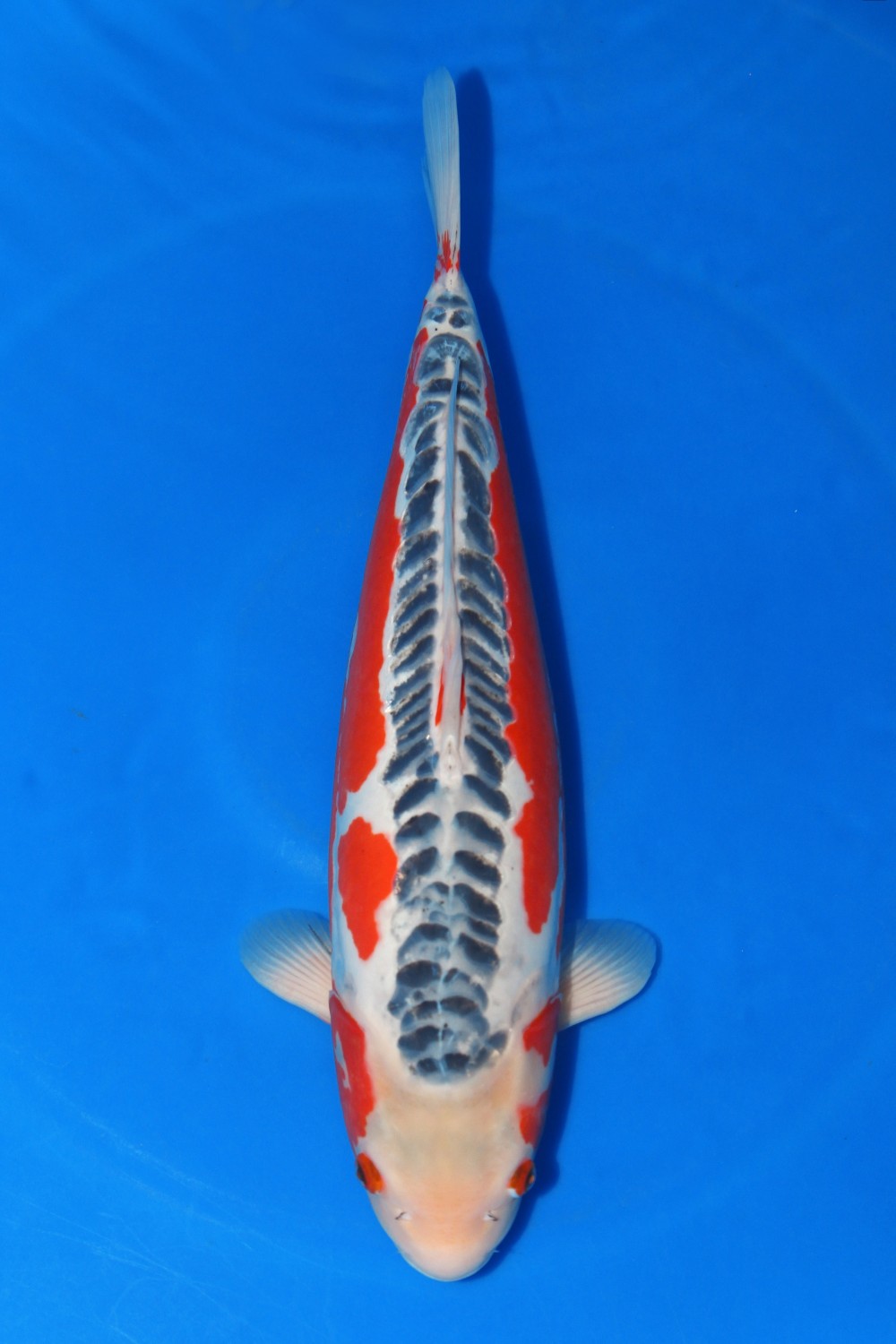 Juara 4