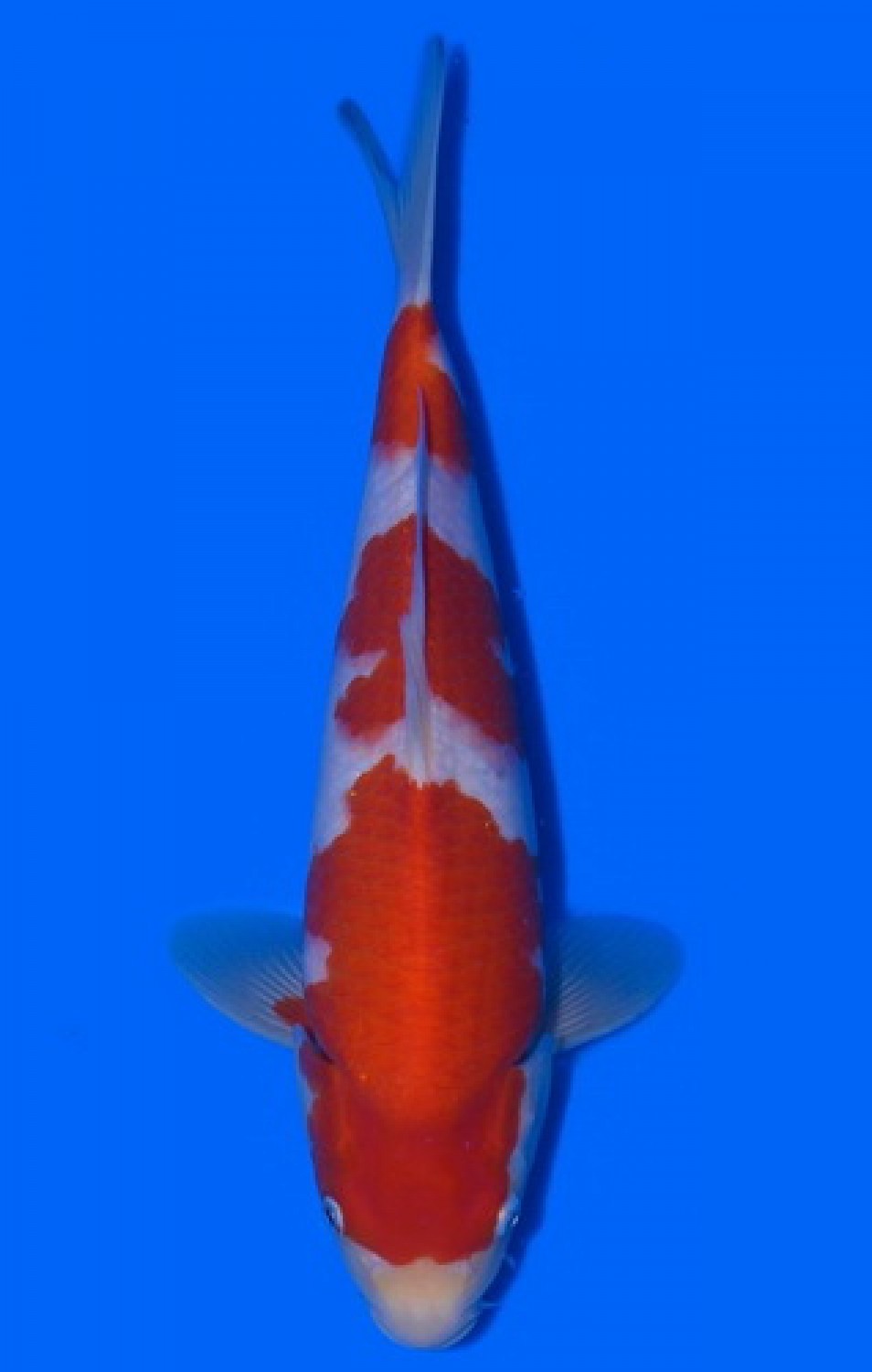 Juara 2