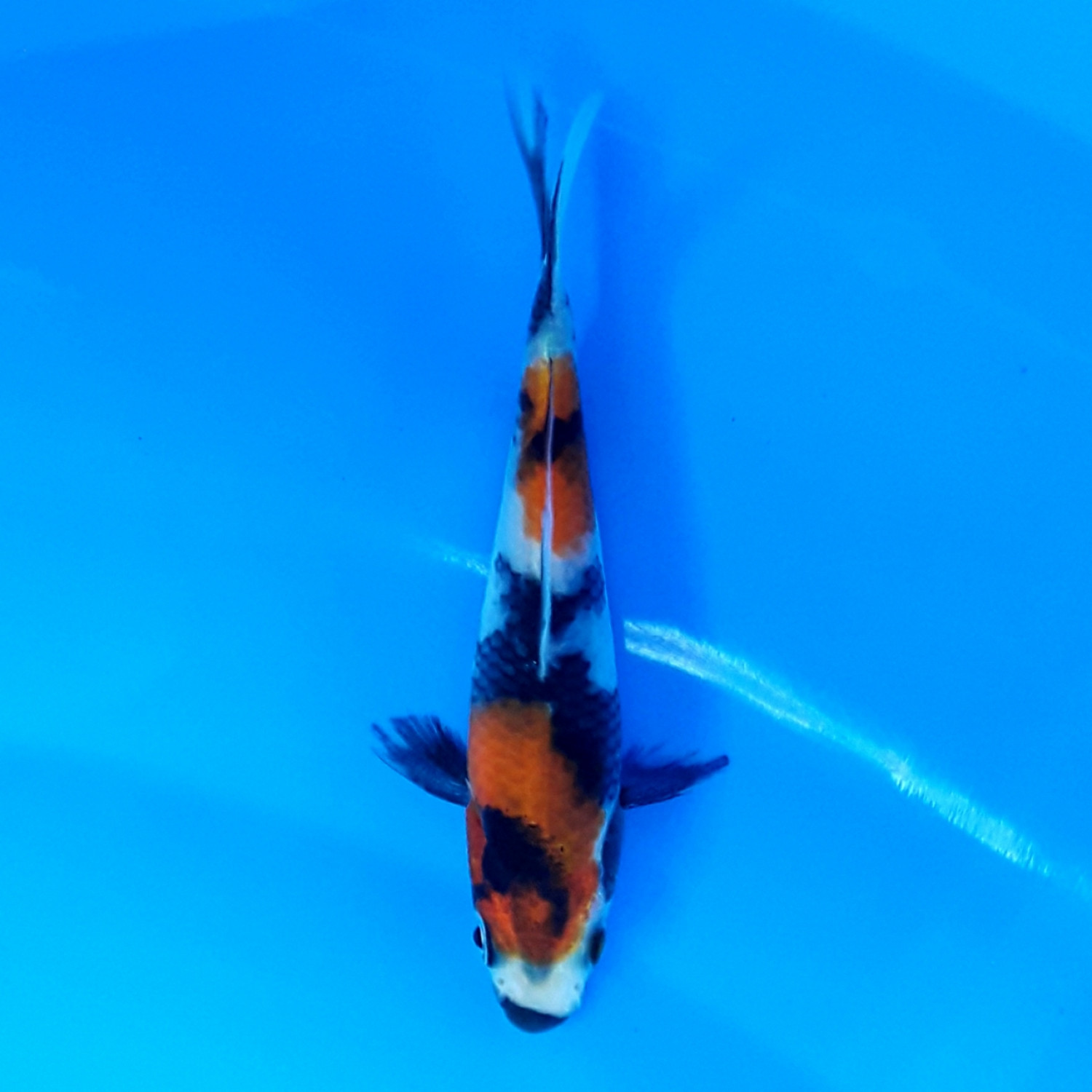 Juara 1