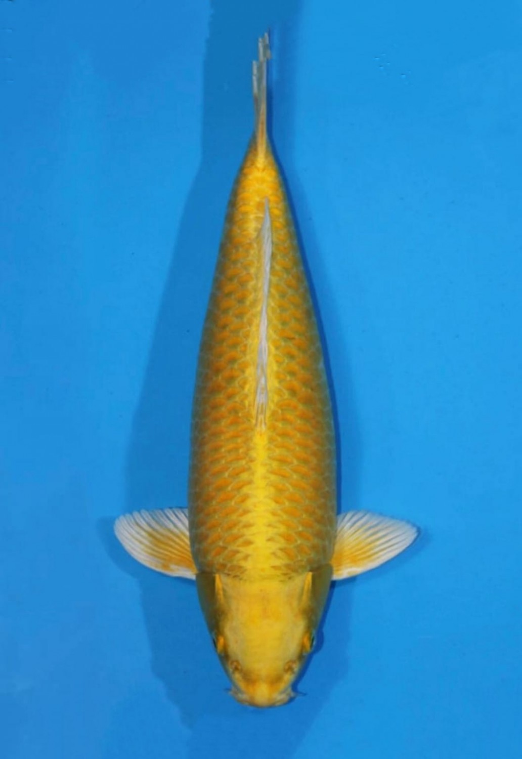 Juara 1