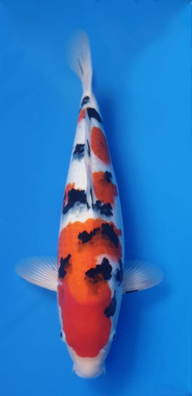 Juara 1