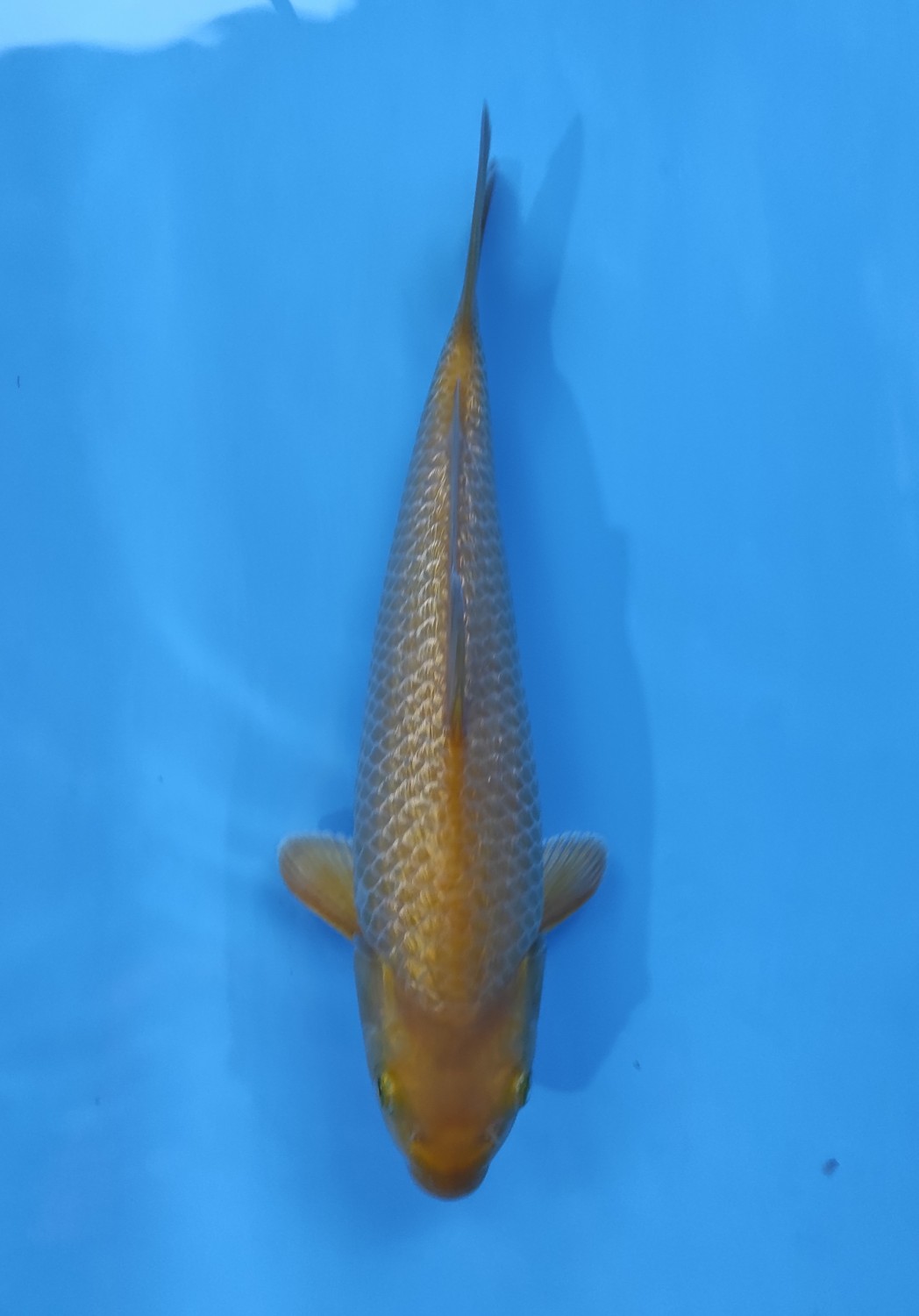Juara 2
