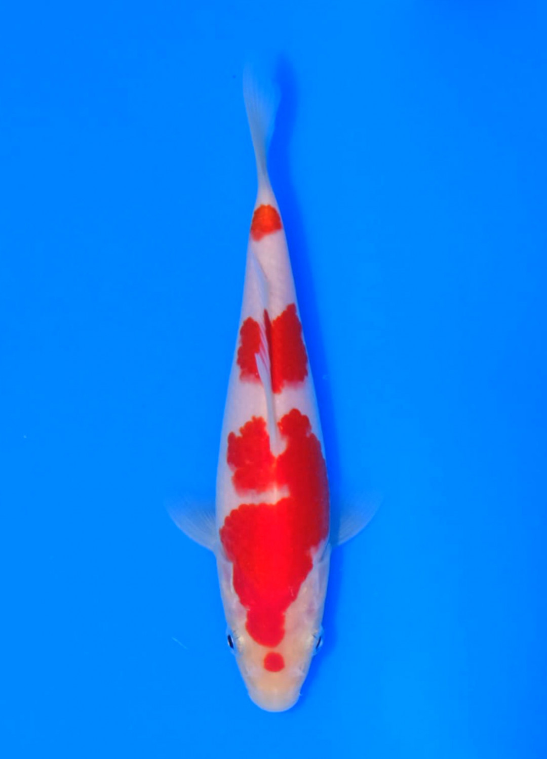 Juara 1