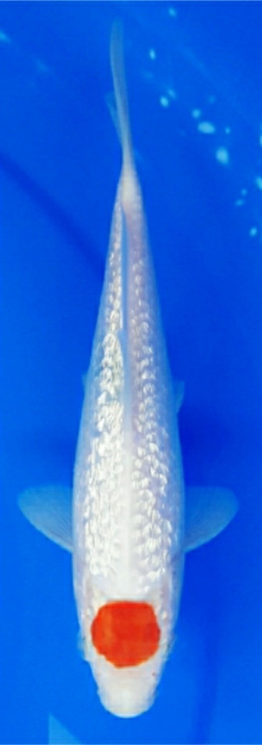 Juara 3