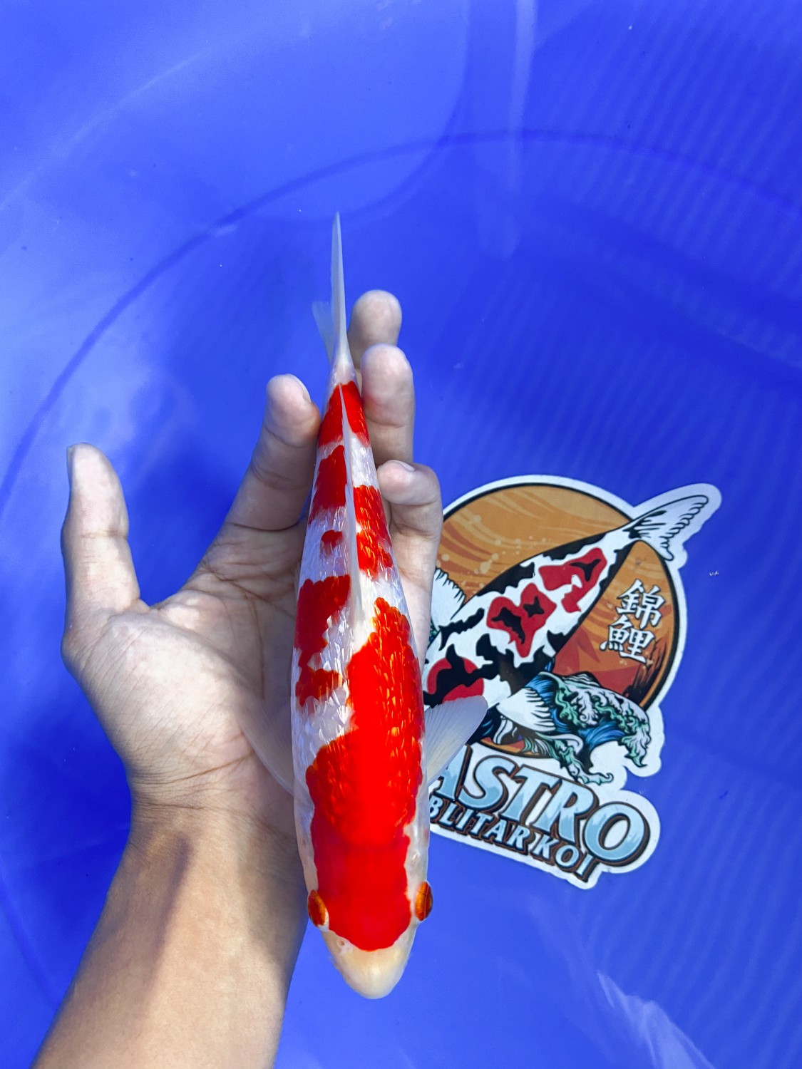 Juara 1