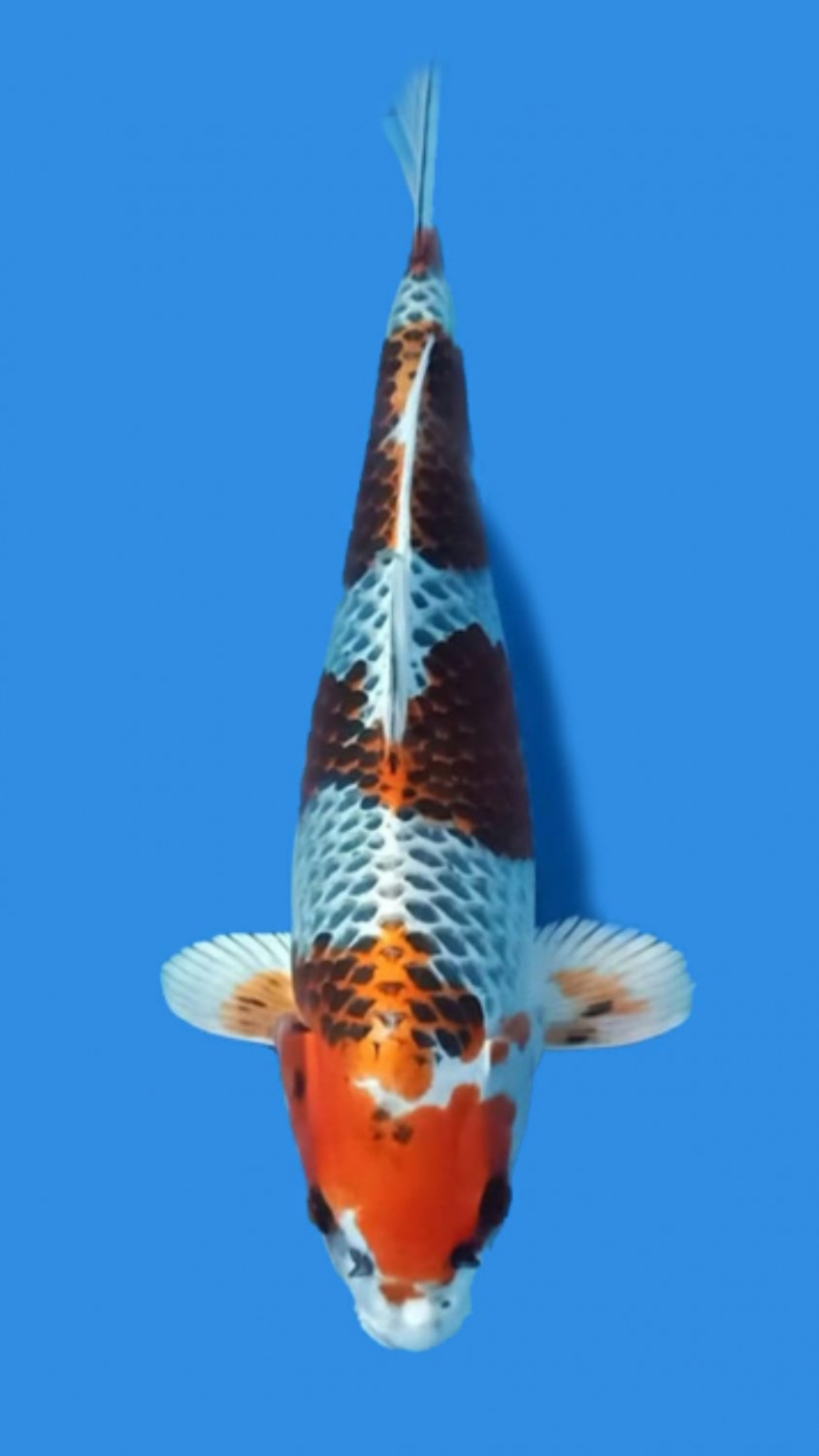 Juara 1