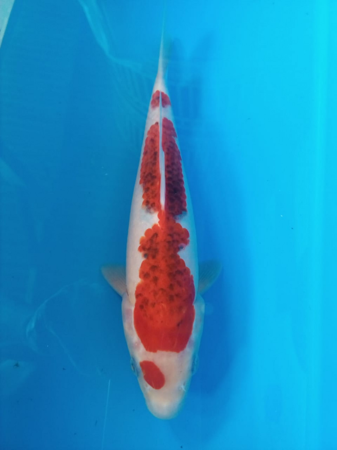 Juara 1