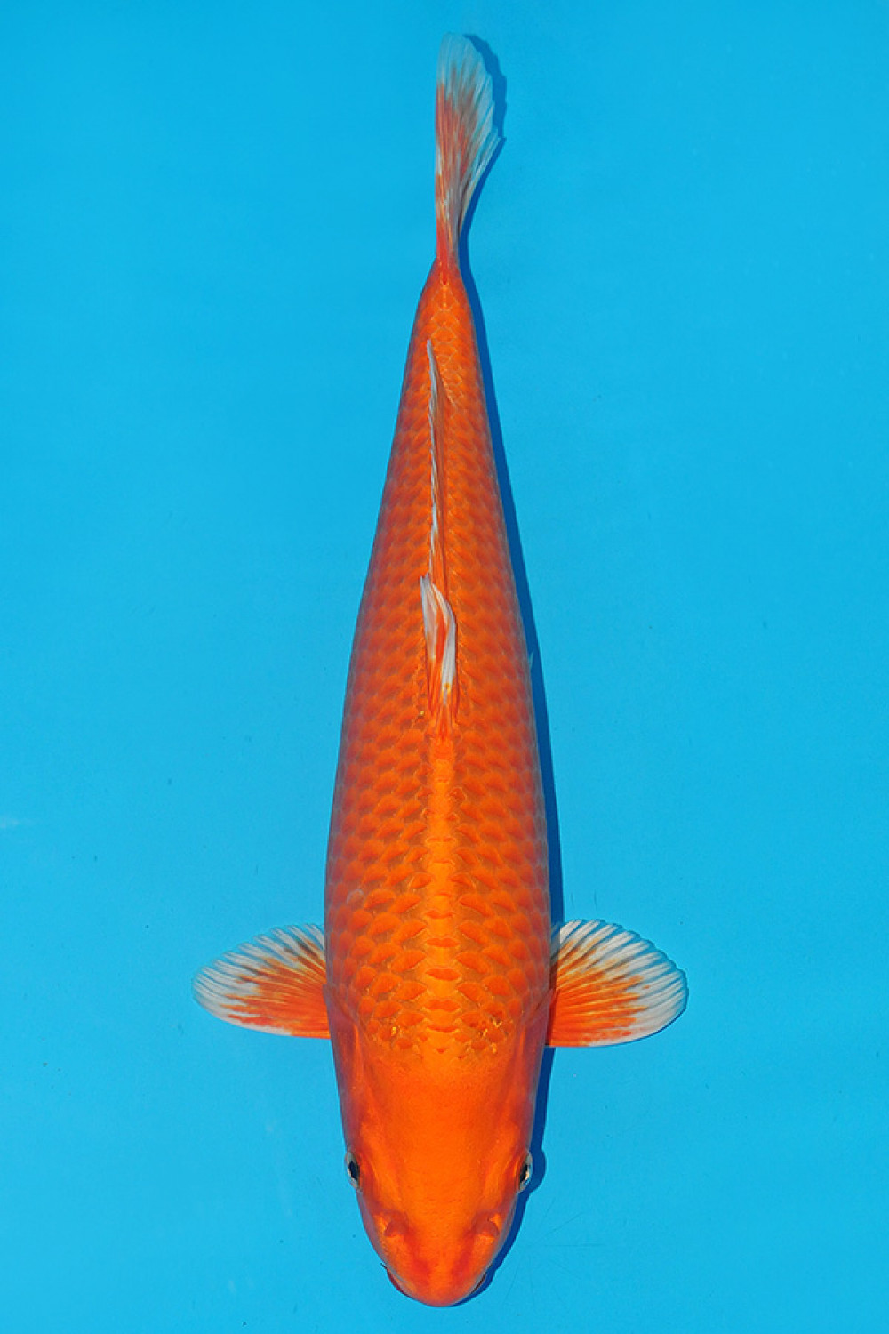 Juara 2