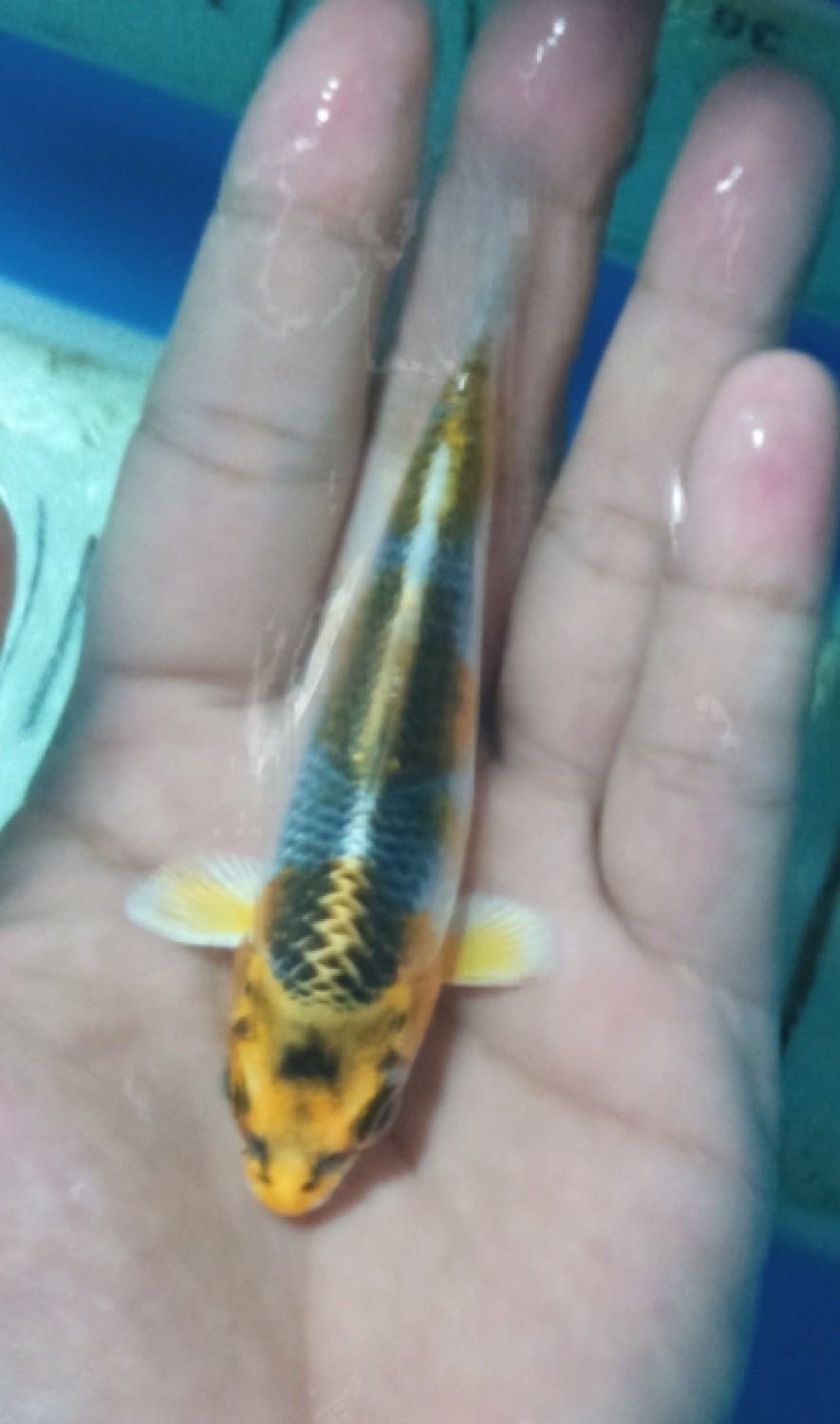 Juara 3