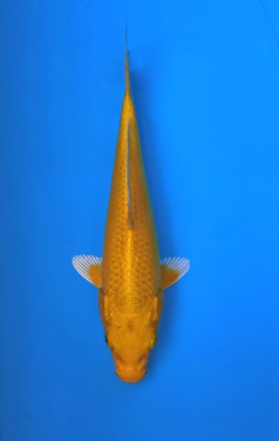 Juara 5