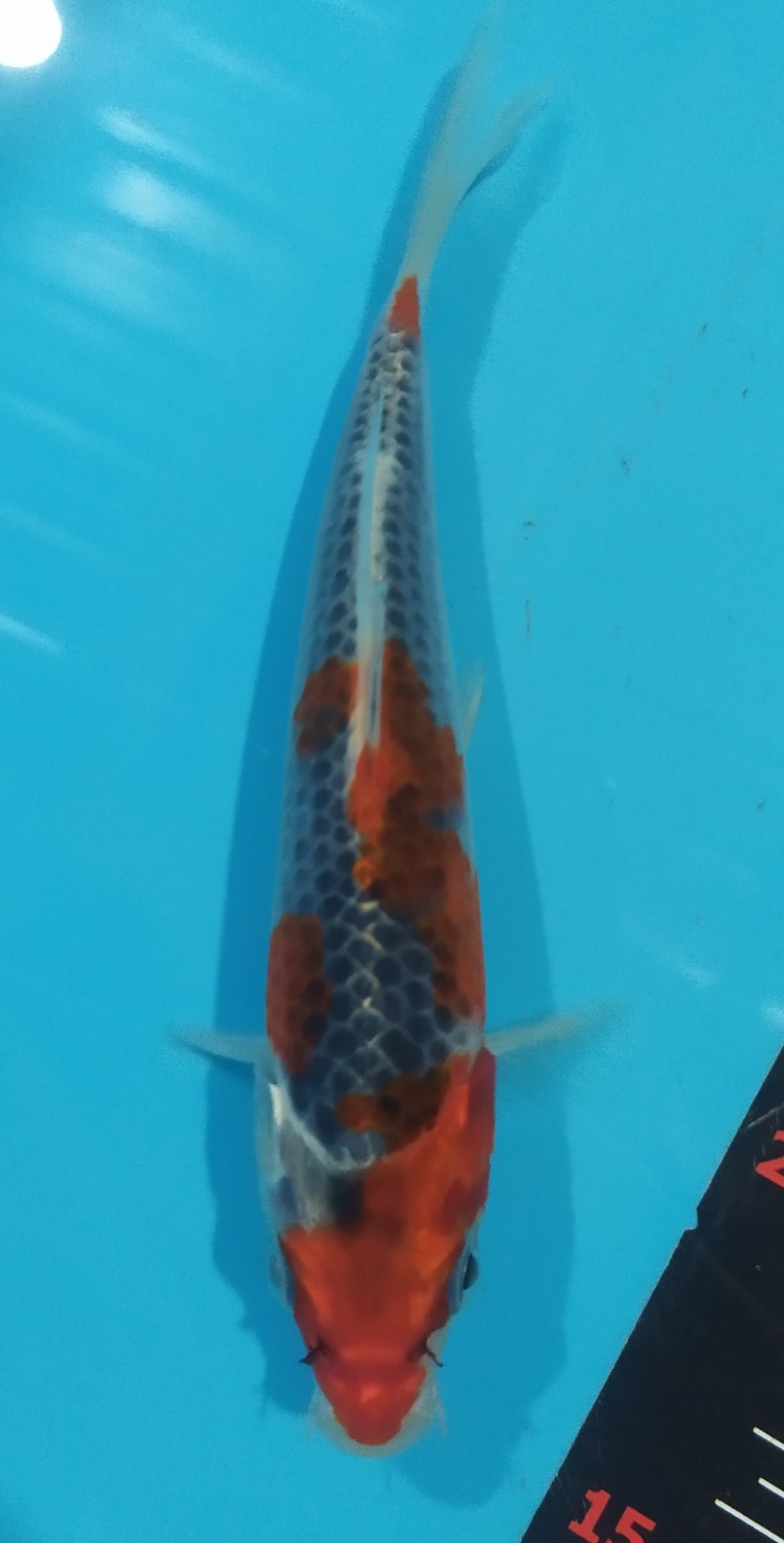 Juara 1