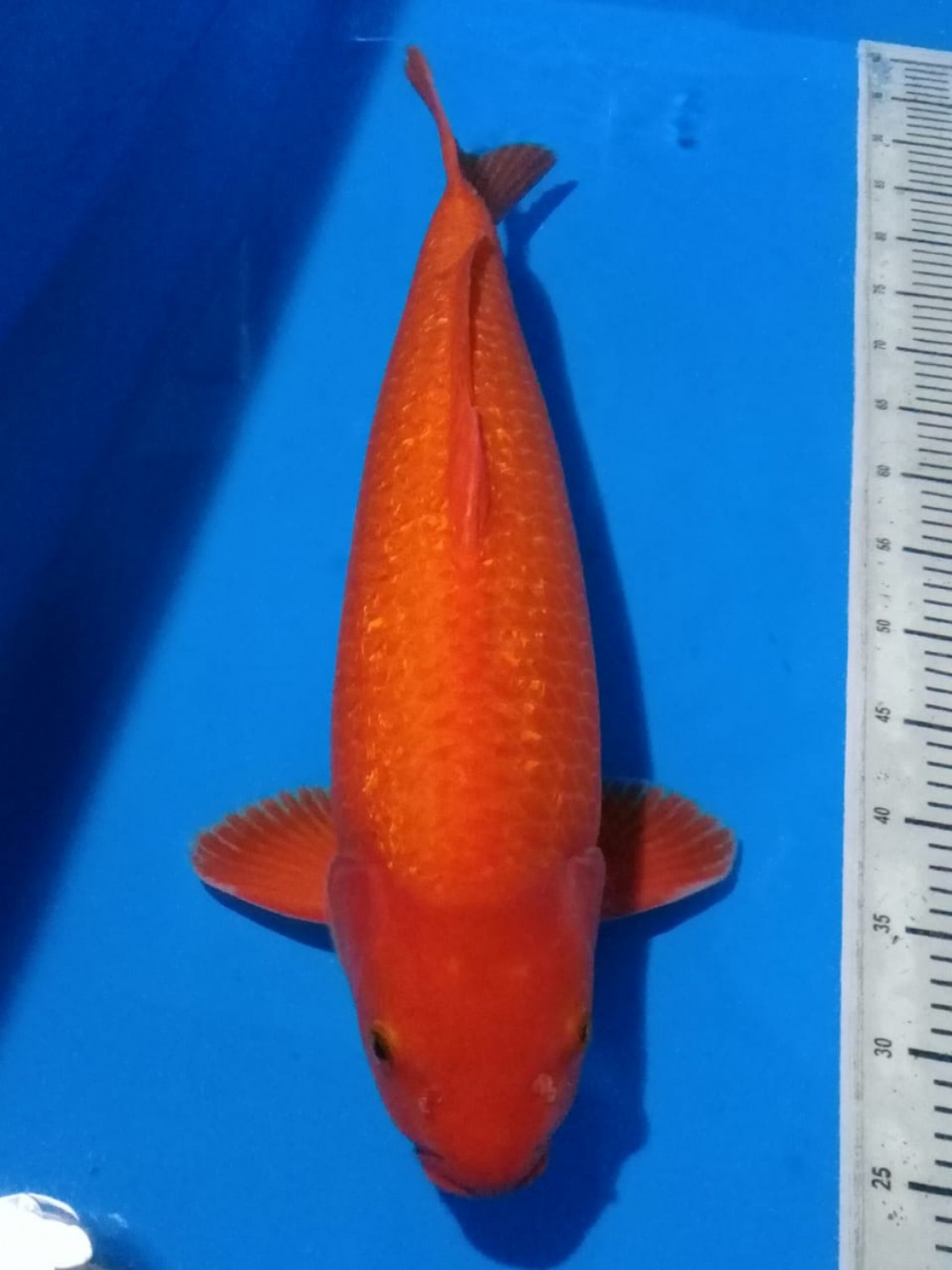 Juara 4